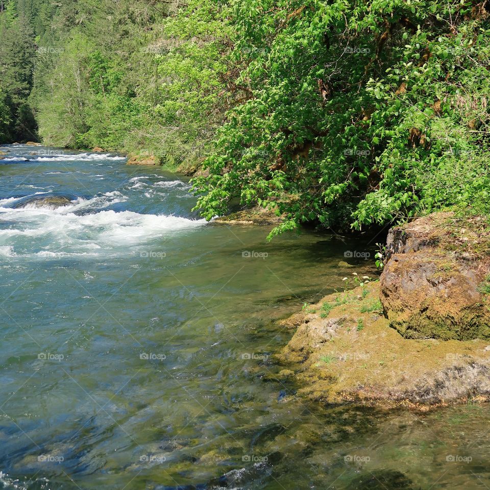 The incredible turquoise waters of the Blue River in the Willamette National Forest on a sunny spring day. 