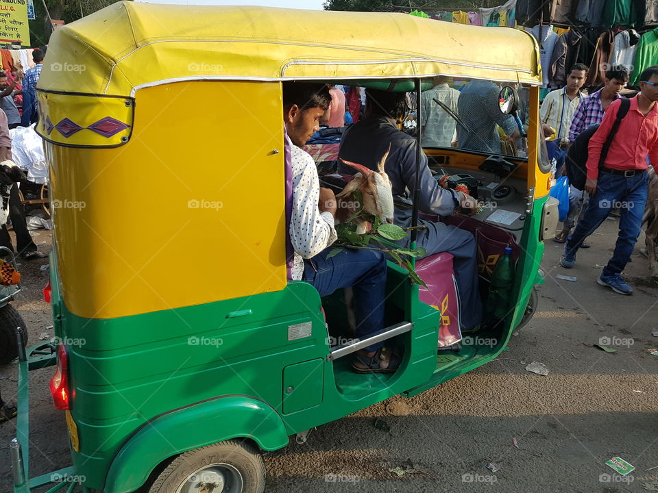 Transferring goat via auto-rickshaw