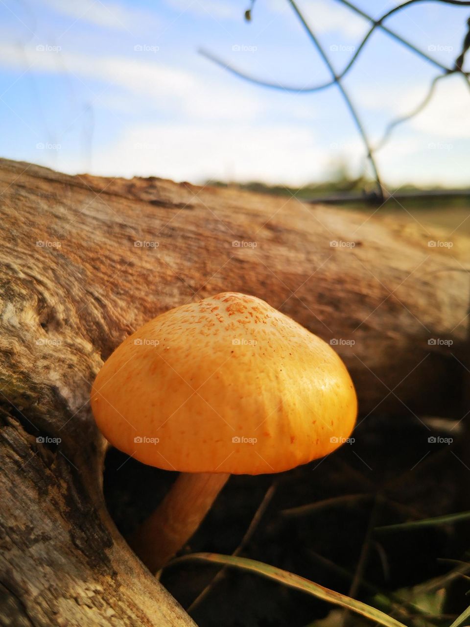 A beautiful mushroom in the tree