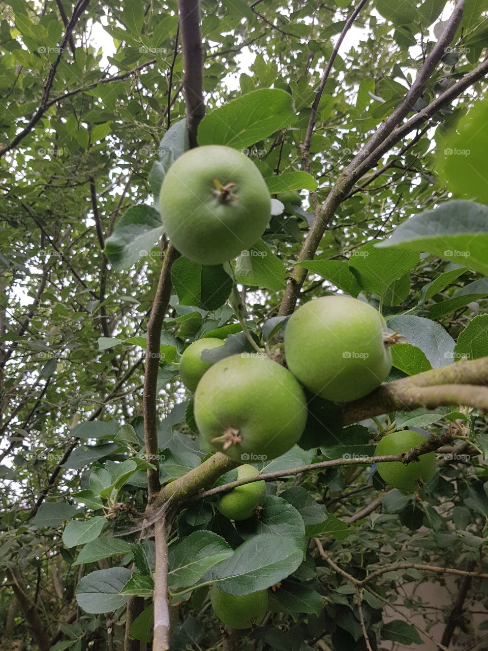 my apple tree