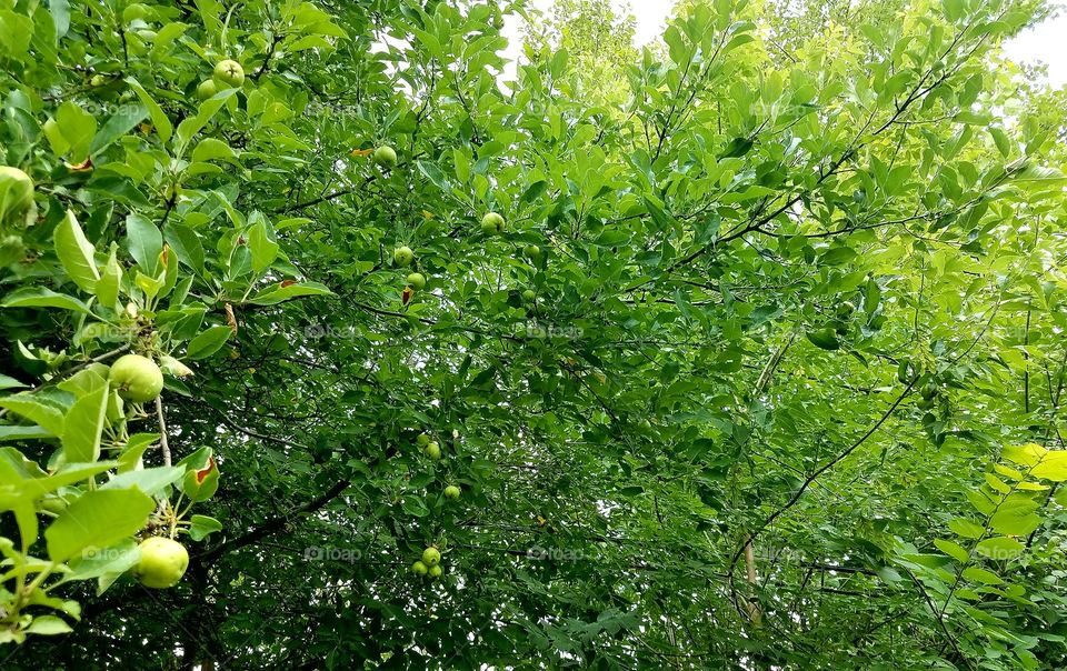 Tree with budding fruit