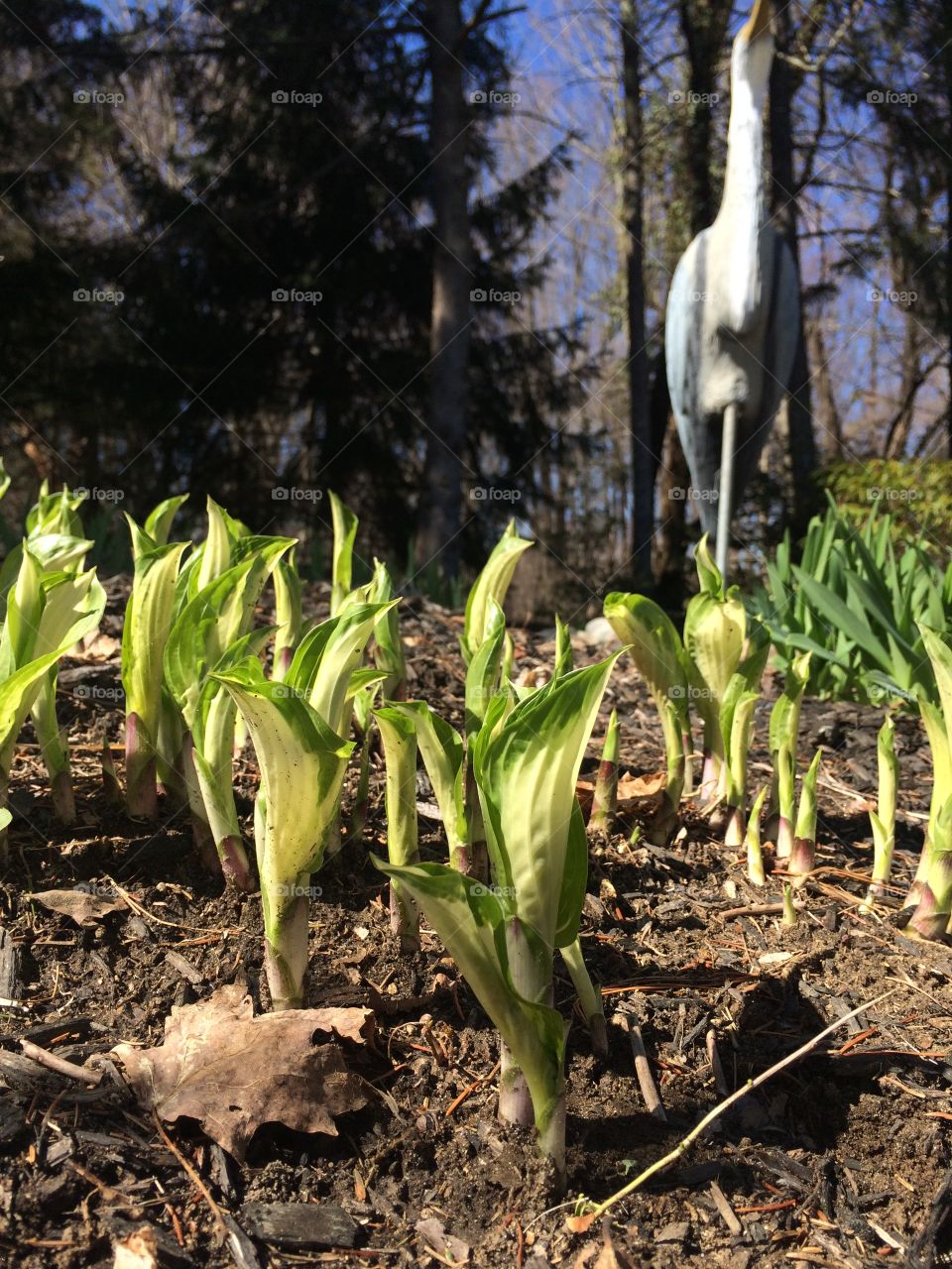 Spring has arrived. New life sprouting 