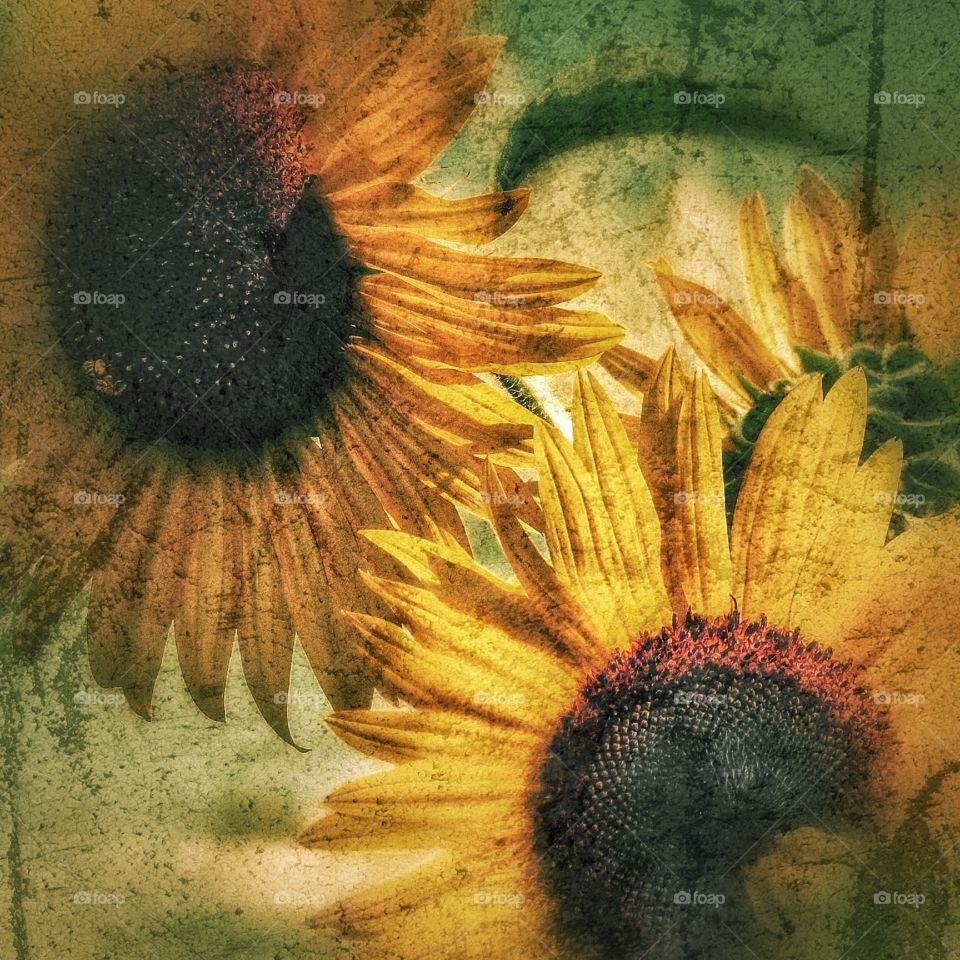 Sunflowers 