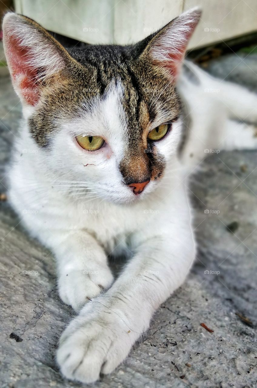 Street cat poses to camera