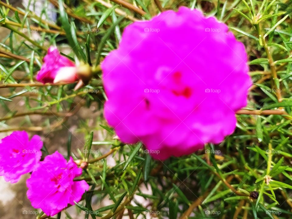 Mossrose plant