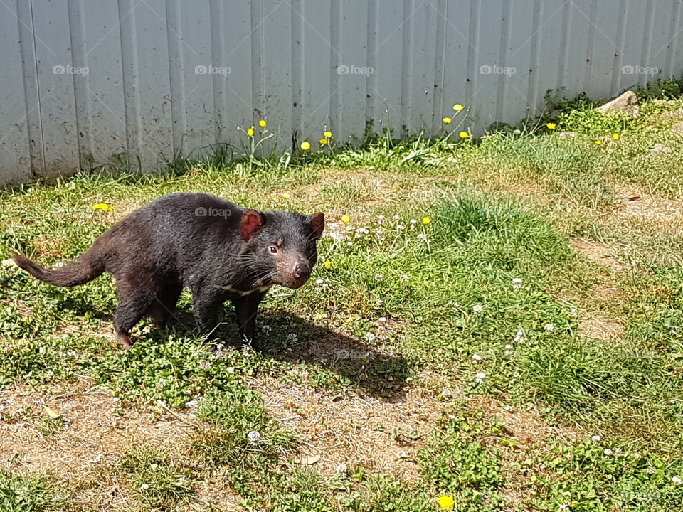 Tasmanian Devil Checking me out.