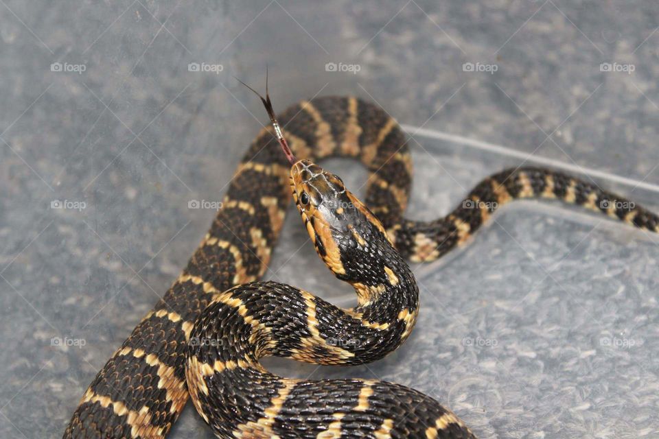 banded watersnake from florida also called nerodia fasciata