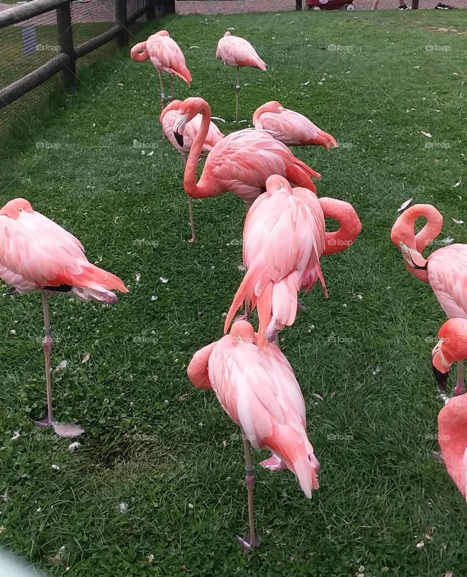 Pink Flamingos