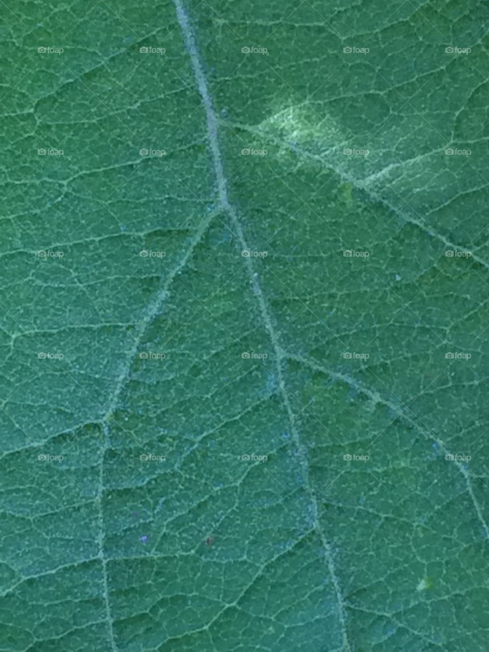 Leaf closeup 
