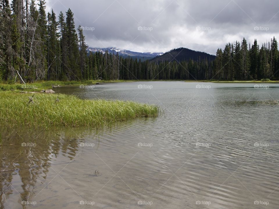 The grassy shoreline of Scott Lake in the mountain forests of Oregon on a summer day.