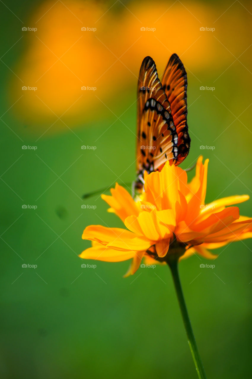 a gorgeous butterfly with yellow flower