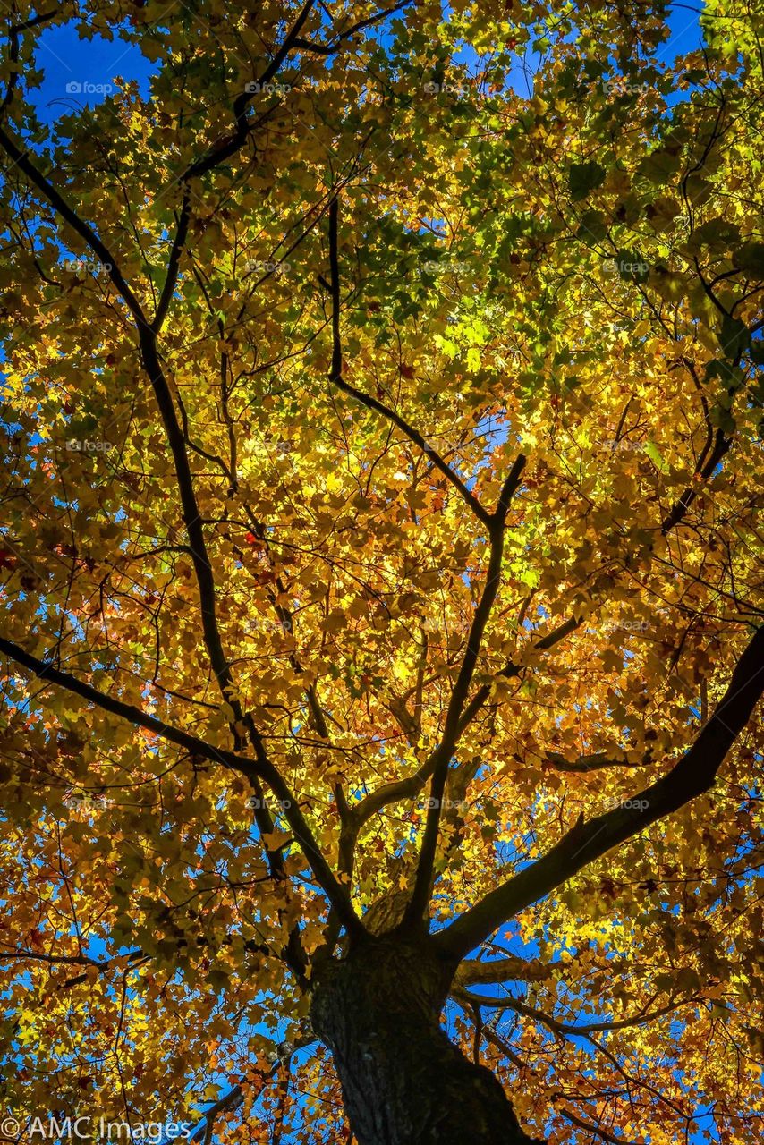 Looking up at colorful Autumn tree