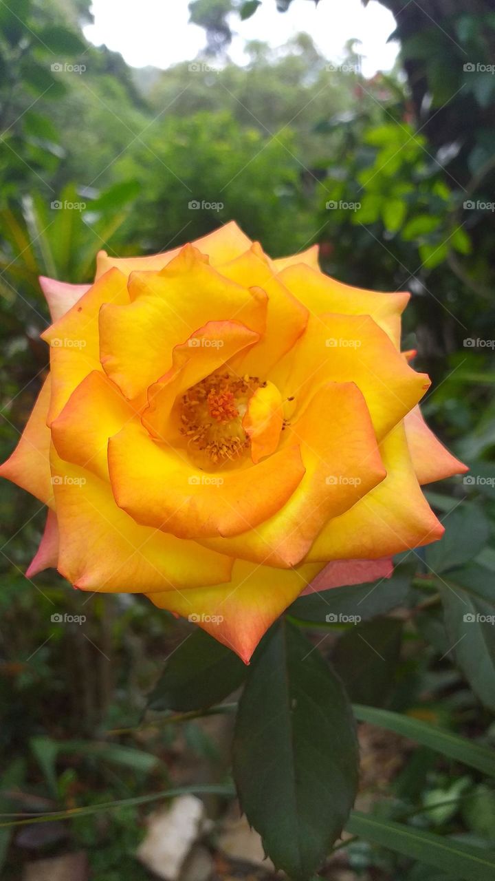 Bicolor flower