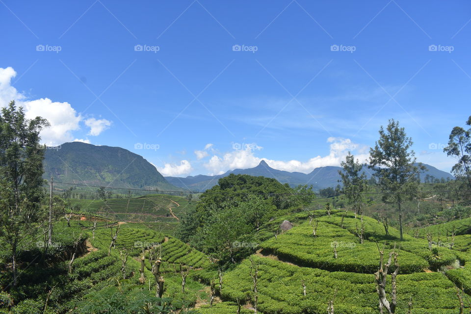 SRI LANKA the Paradise island... I have visited this beautiful tea astate recently and I was blessed capture this breathtaking landscape view. Hope you too like it.