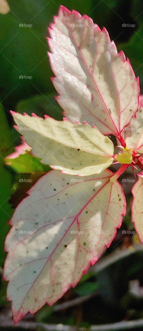 leaves captured