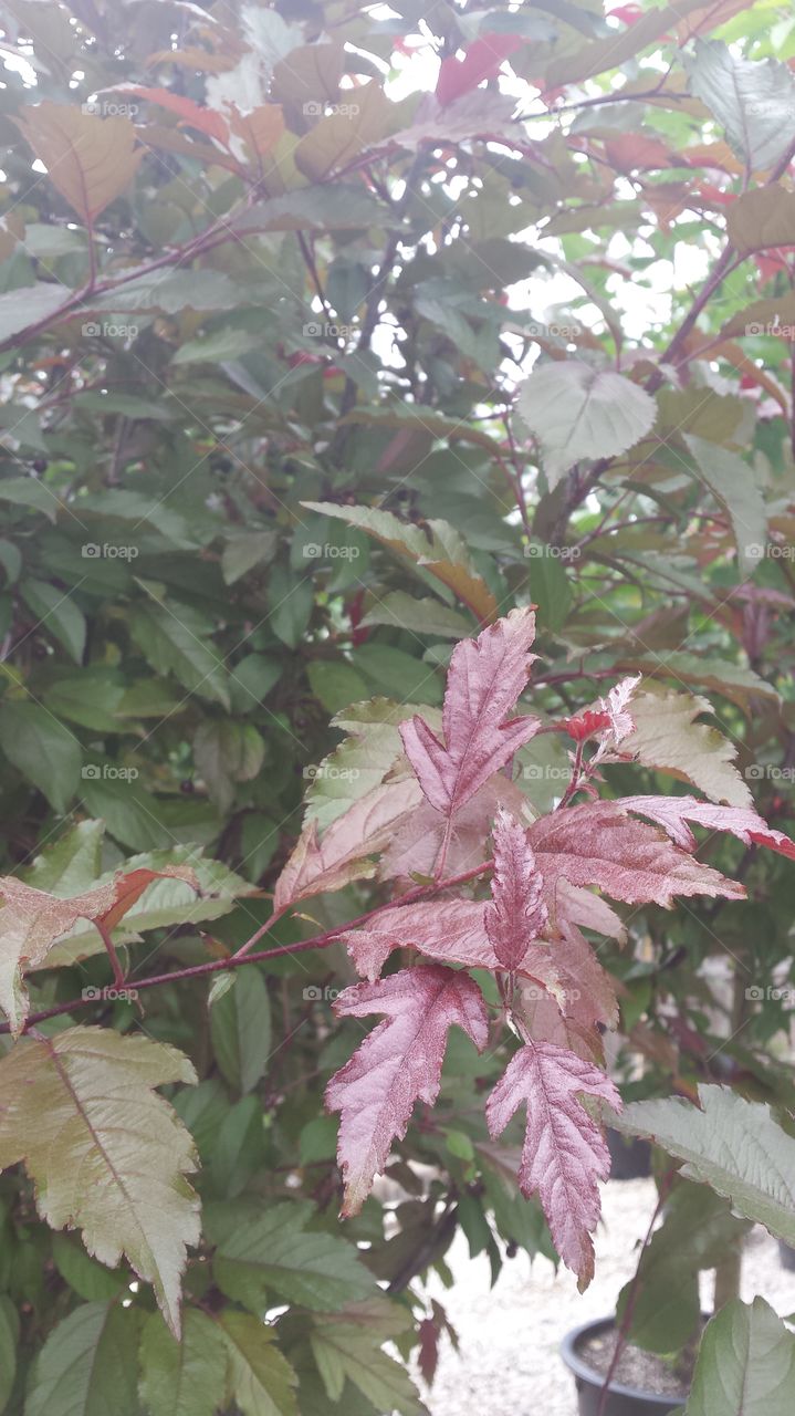 branches of crabapple royal raindrops