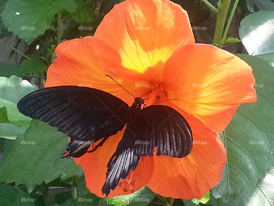 Black butterfly on orange flower.