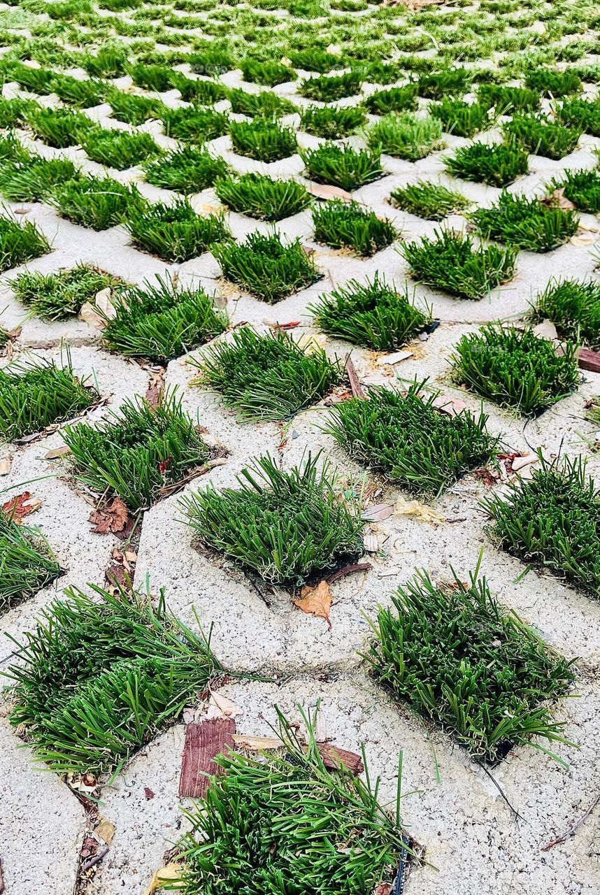 Green grass grows in rows