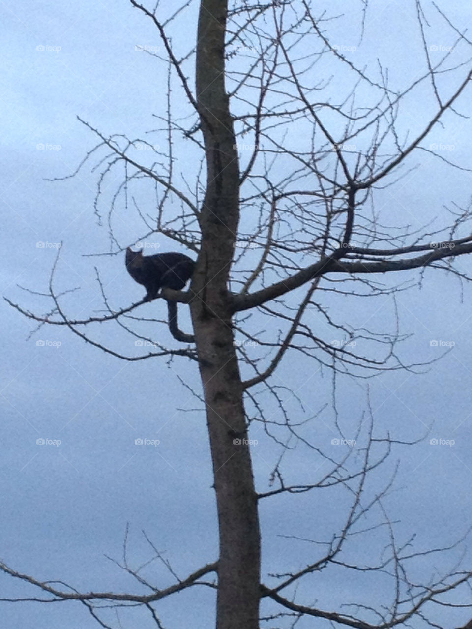 Hunting cat in tree.