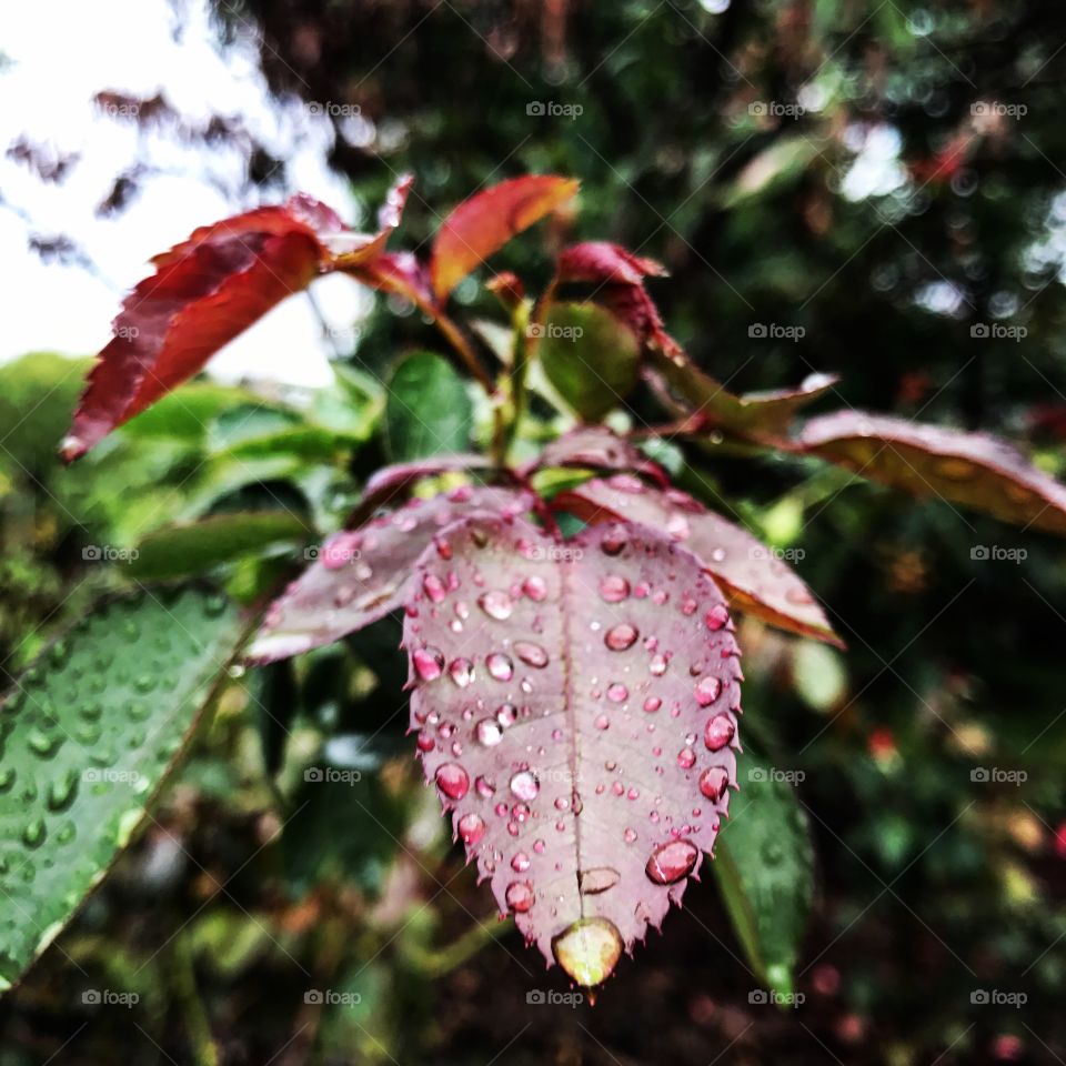 Raindrops keep falling 