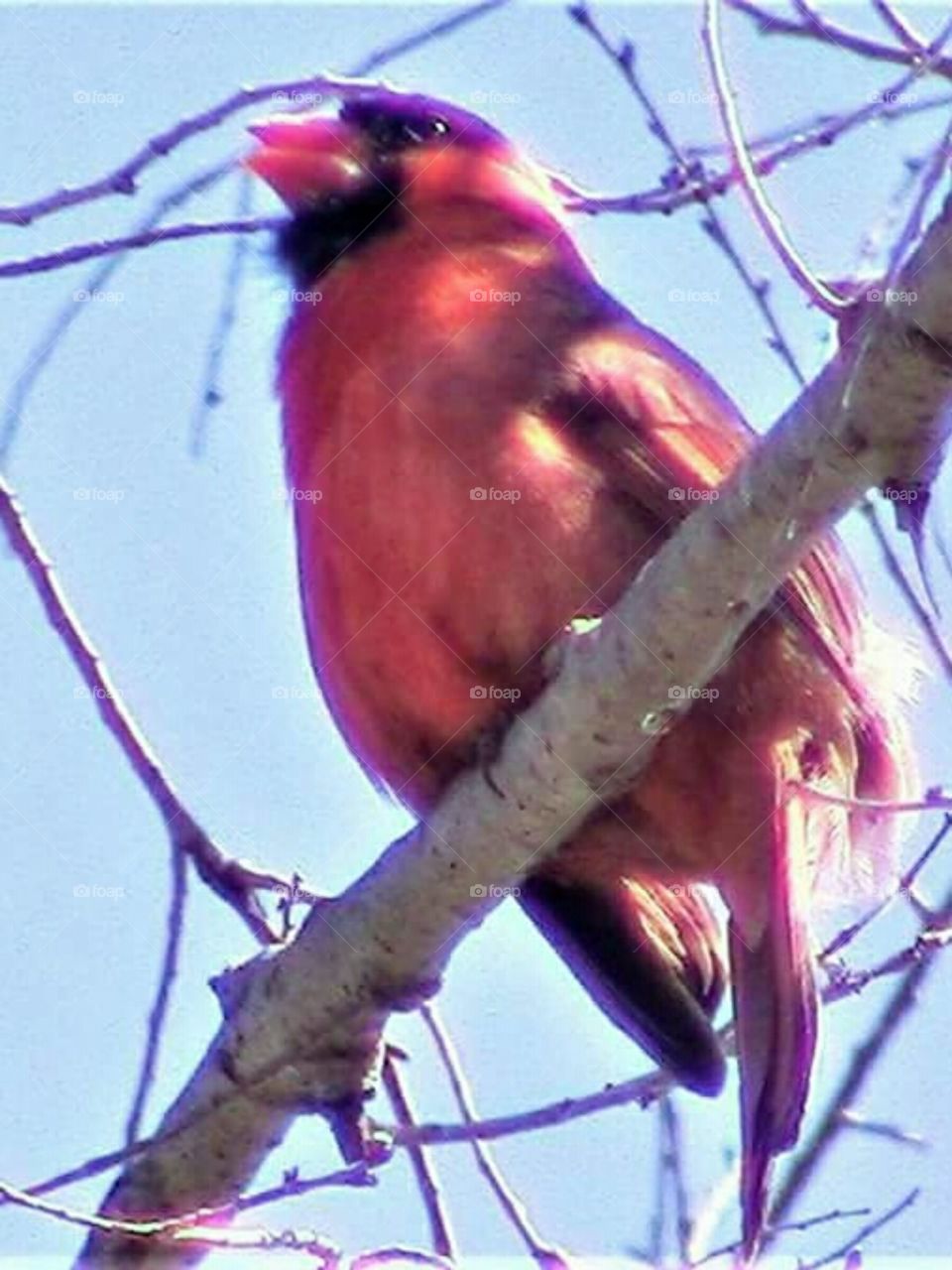 The Cardinal Illinois State Bird
