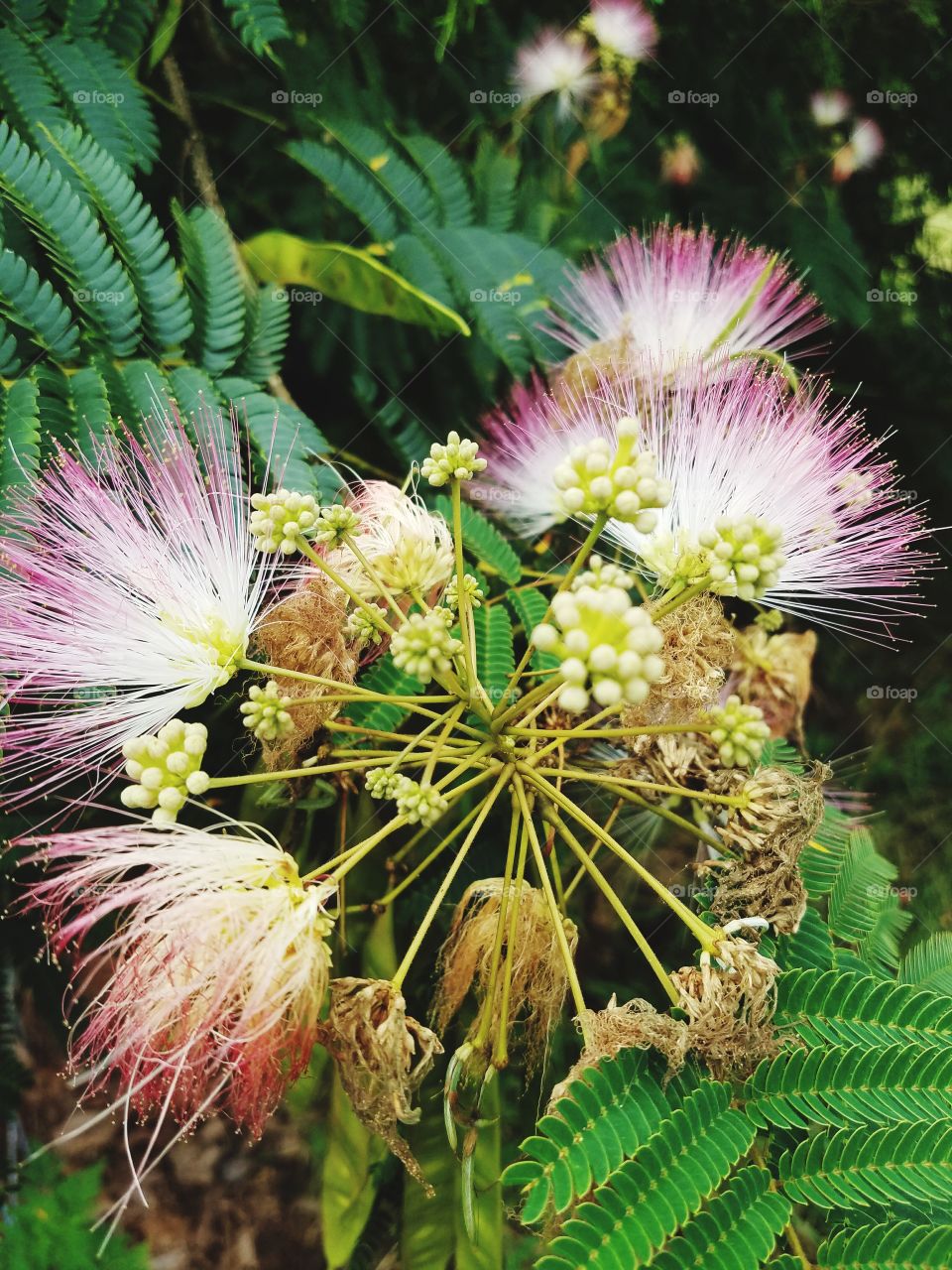 mimosa blooms