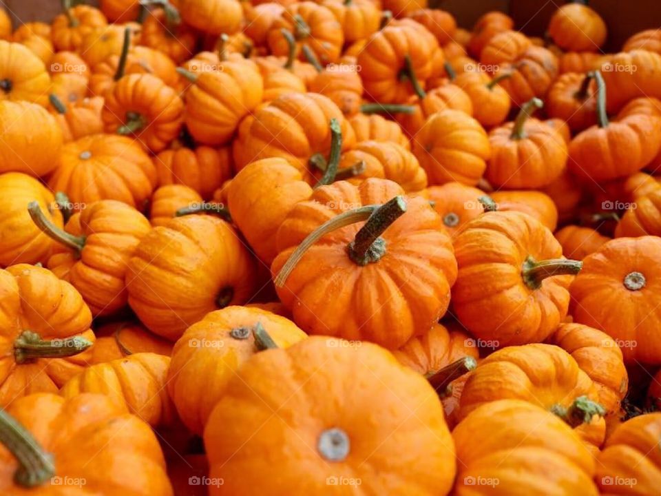 Pumpkins 