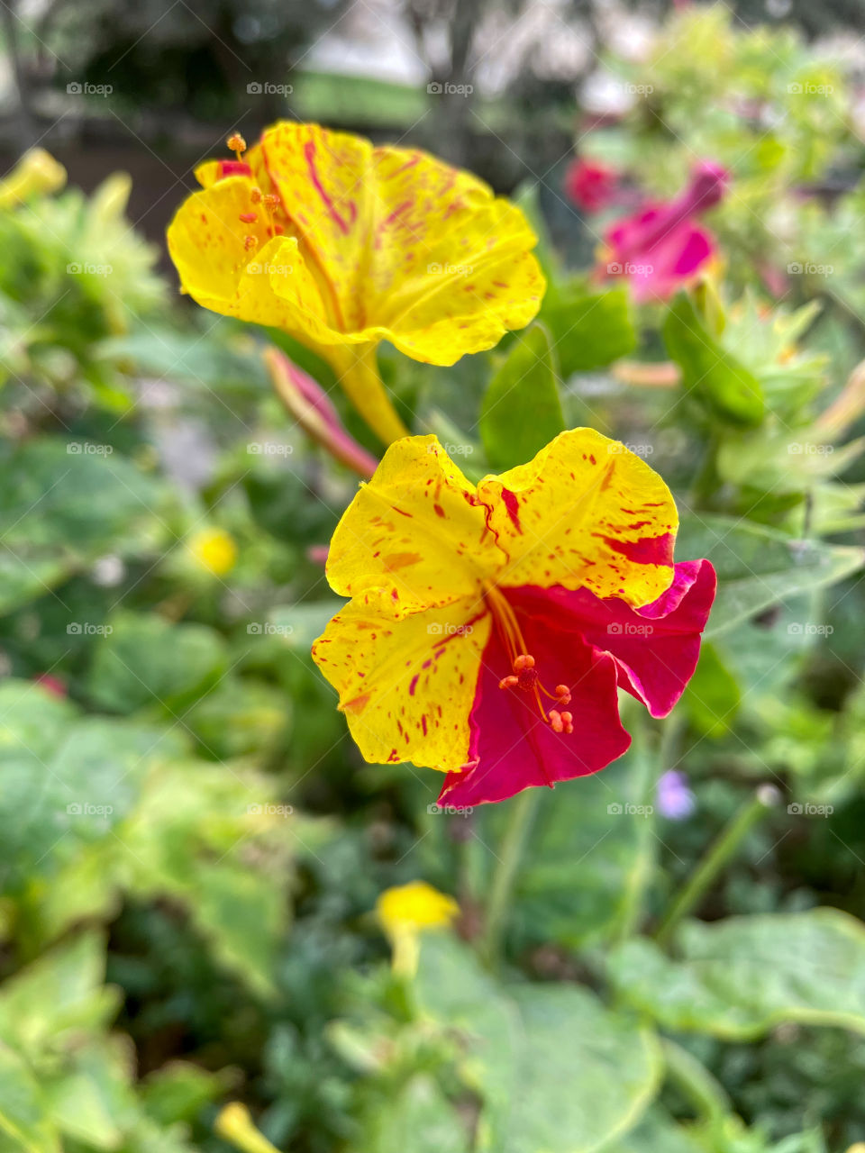 4’ O’clock flower.Mirabilis jalapa