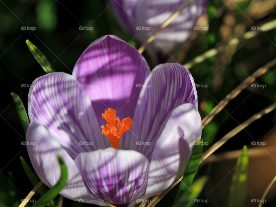 Beautiful purple & white striped crocuses with bright orange stamens are just some of the early Spring flowers randomly popping up all over my favourite garden park. Flowers in garden beds & in the grass, around tree roots & garden statues. 💜