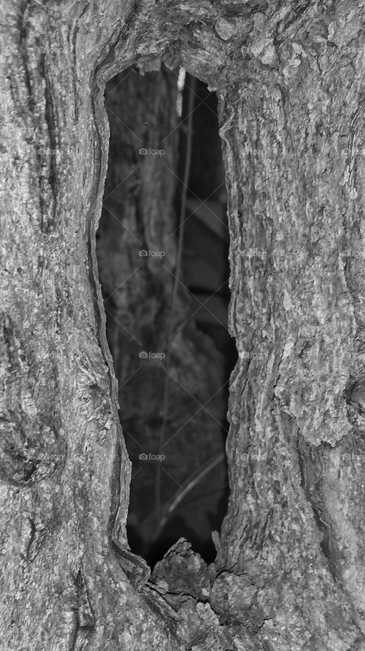 black and white hole in tree