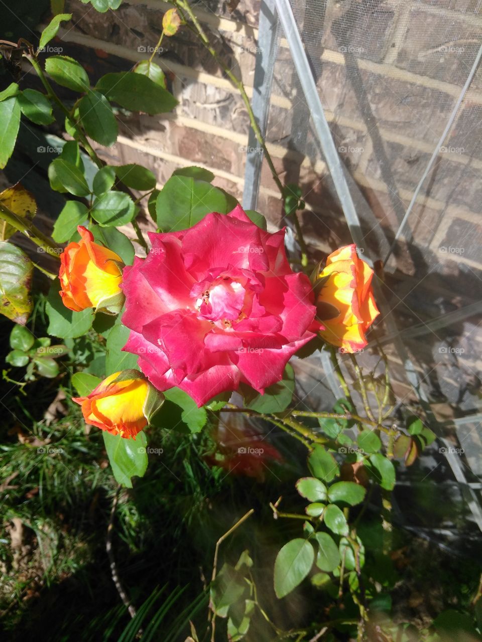 a pinkish rose with orangish reddish and yellowish roses growing around it and it's just so beautiful and inspiring
