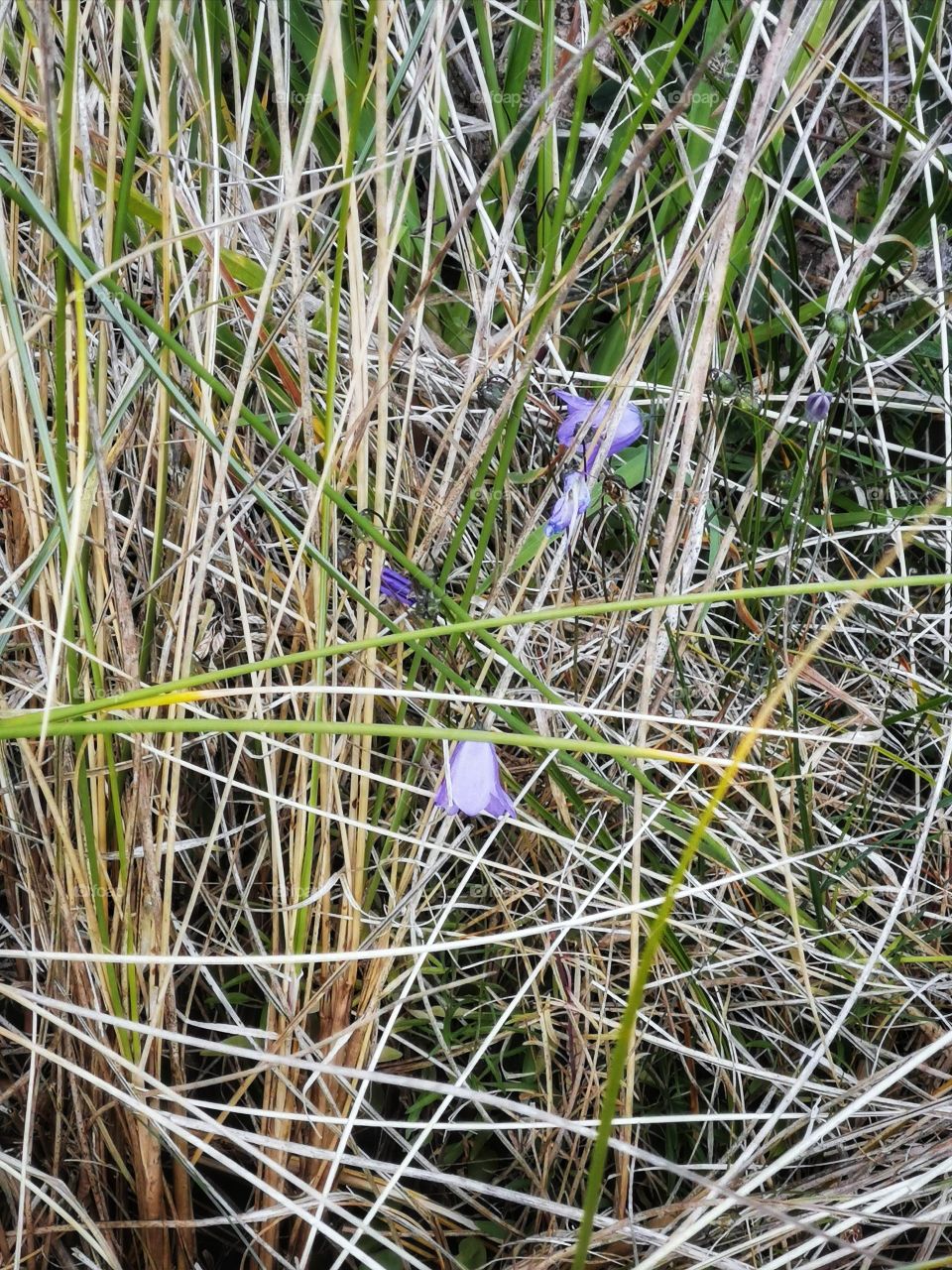 Wild blue bells