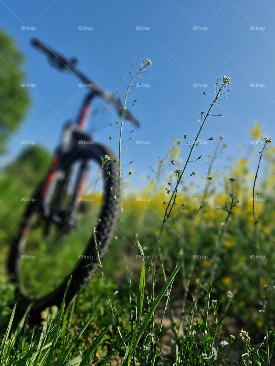 Bicycles in the field