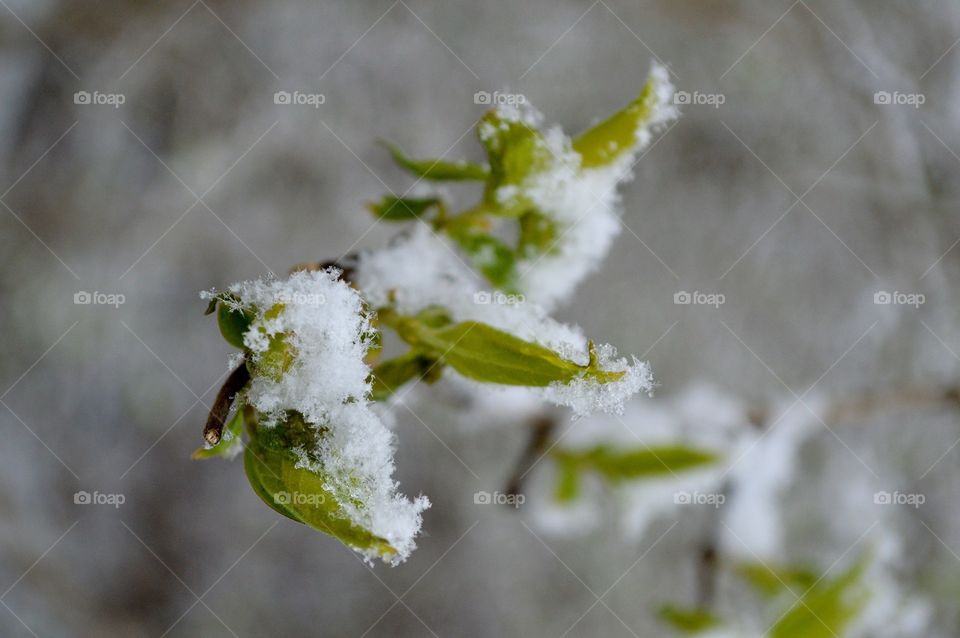 A late April snowfall covers new leaves on the tree. 