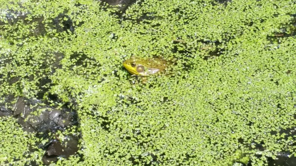 Camouflage. This is a cute little frog cooling off in the pond.