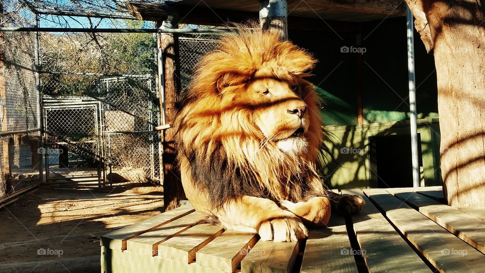 Basking in all his glory