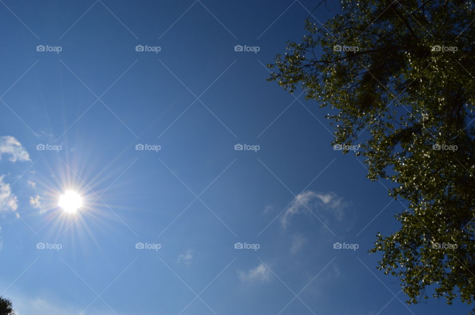 looking up in the sun. polish sun and blue sky