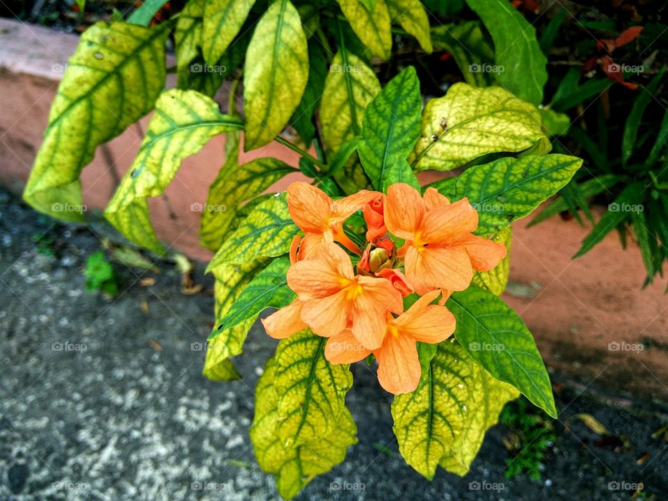 beautiful orange