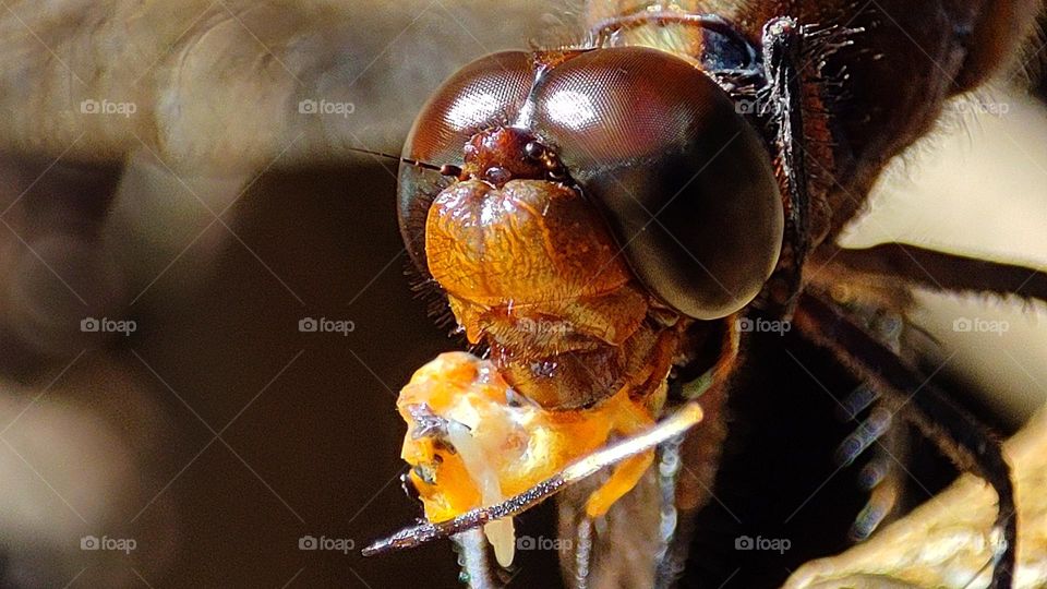 Dragonfly trying to eat an insect with its teeth, scary dragonfly, scary insects, scary