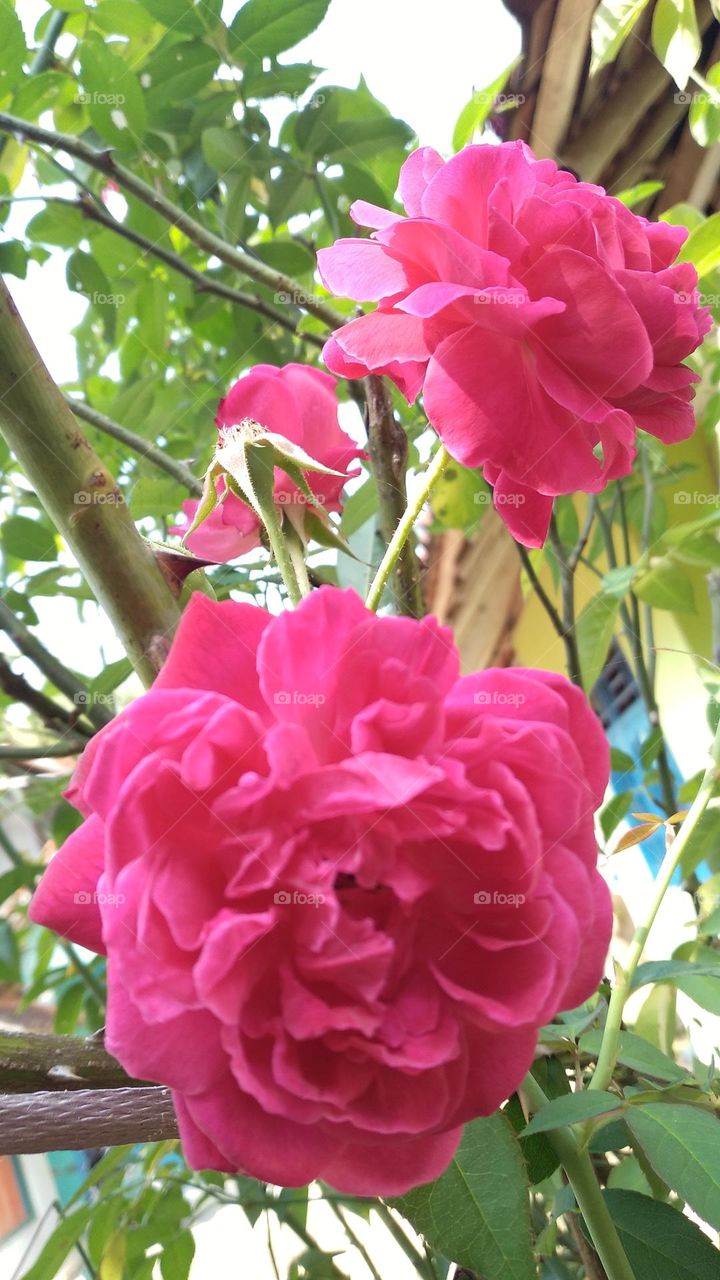 Beautiful roses in bloom