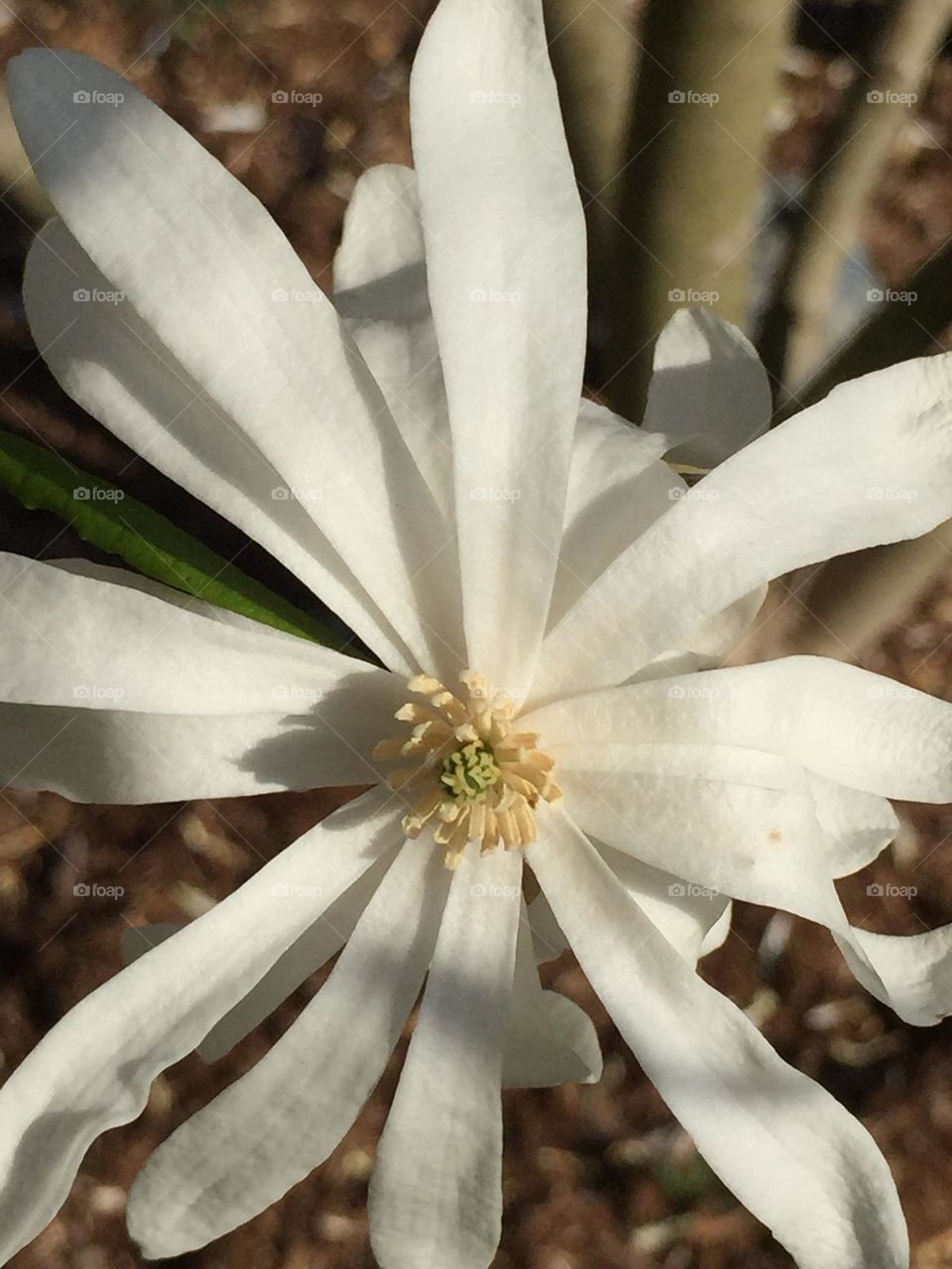 Star Magnolia Flower in softness