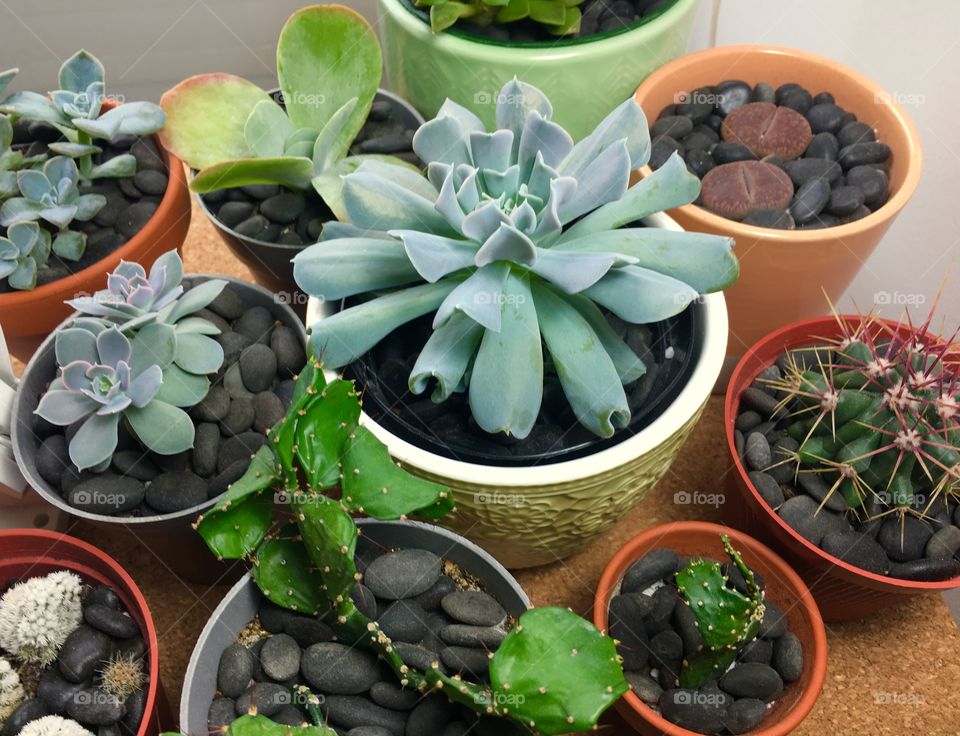 Cactus and succulent assortment 