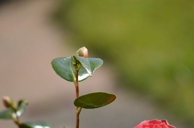 Early sings of Spring-photo taken the first calendar day of spring