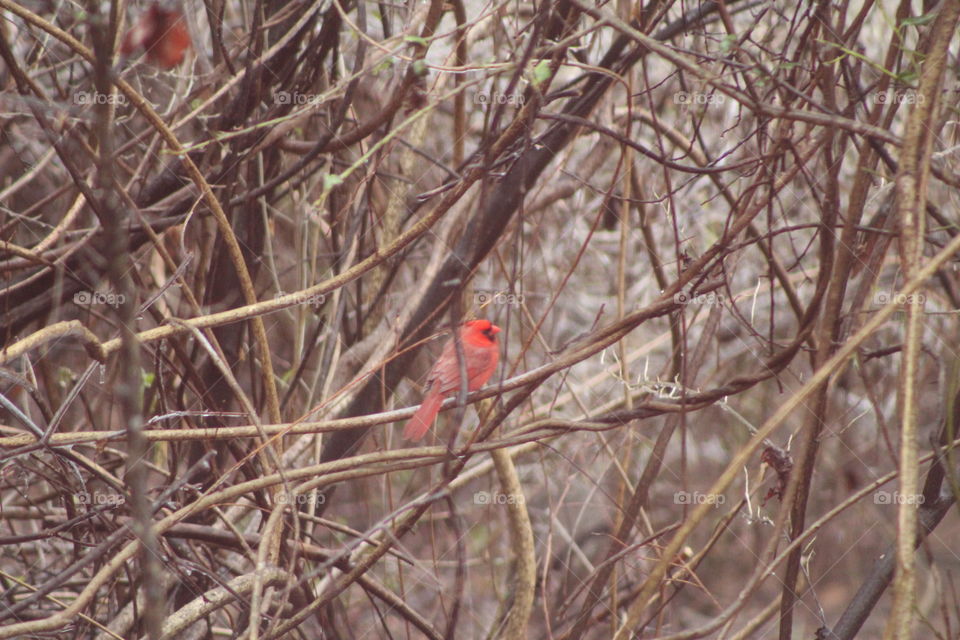 Cardinal perched in the brush. No filter. 