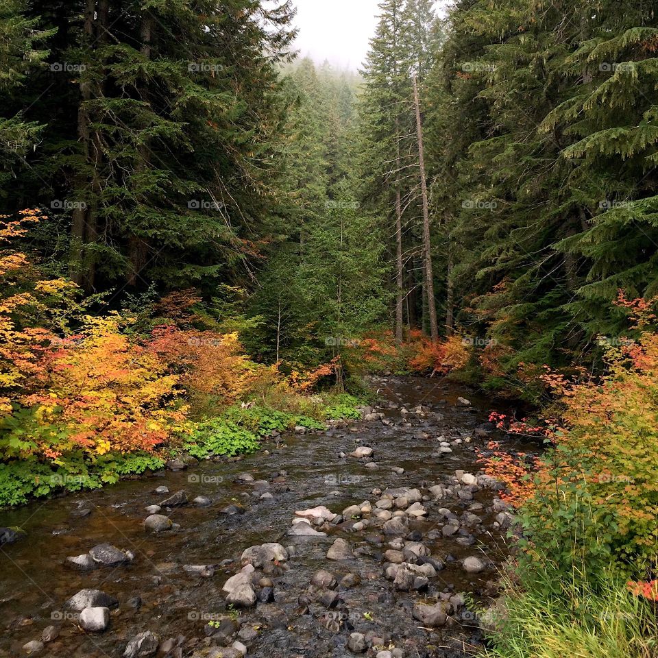 The McKenzie River flows through the forests of Western Oregon with bushes of brilliant fall colors along its banks on an autumn morning with a little fog. 