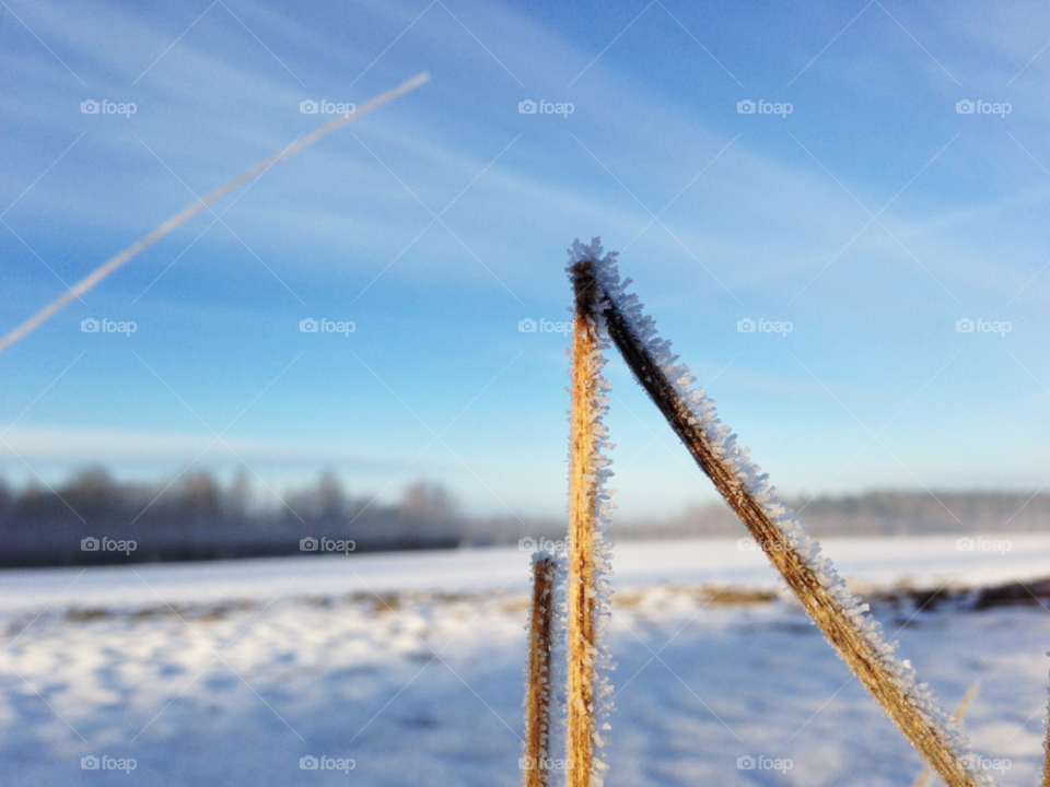 snow winter macro closeup by rui.dellavanzi