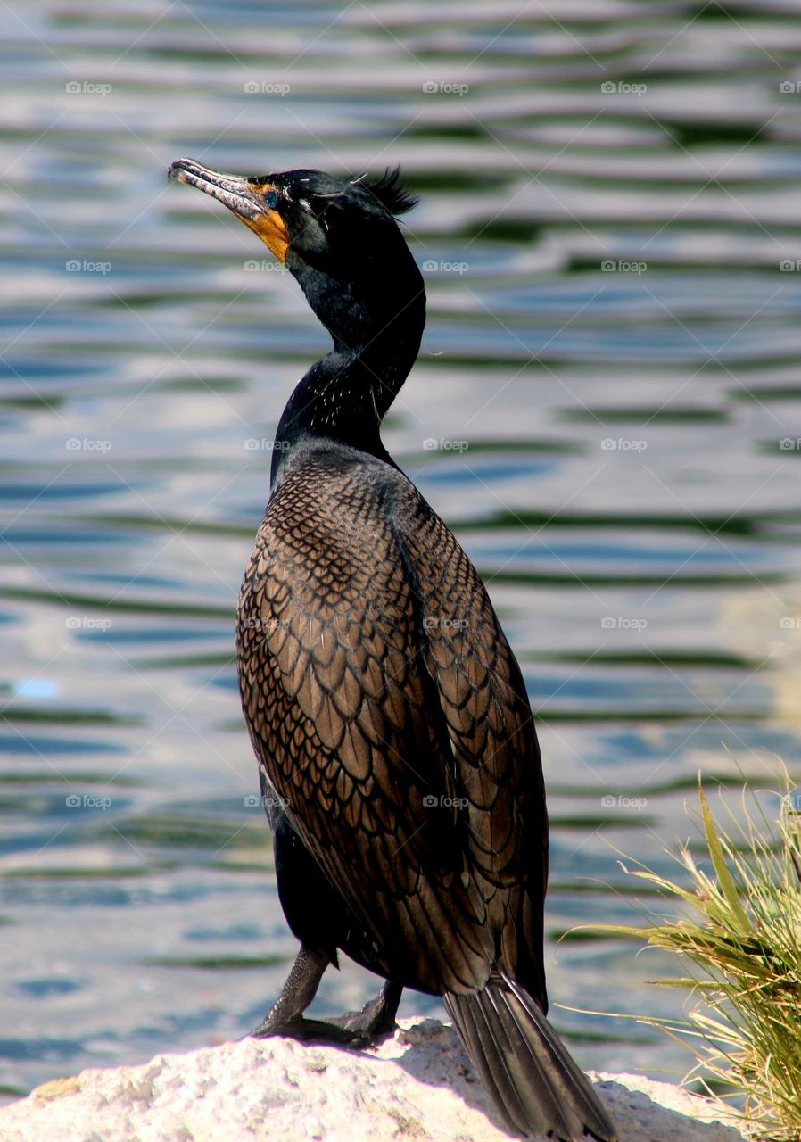 Cormorant at the Lake