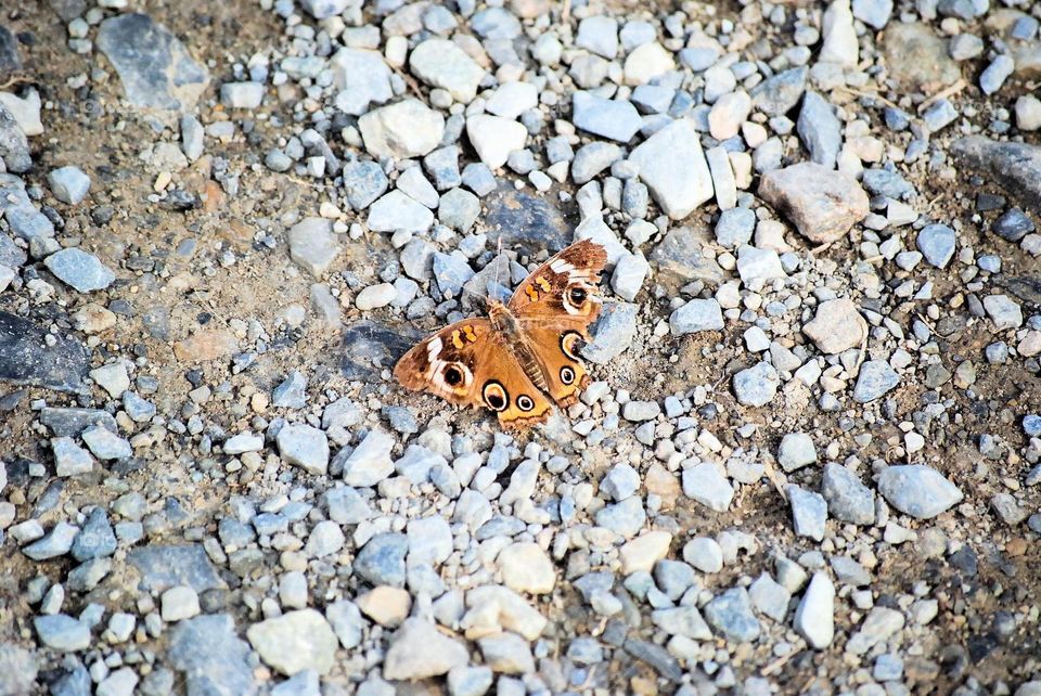 Small butterfly sunning itself on a pebbled walkway during a quiet spring morning