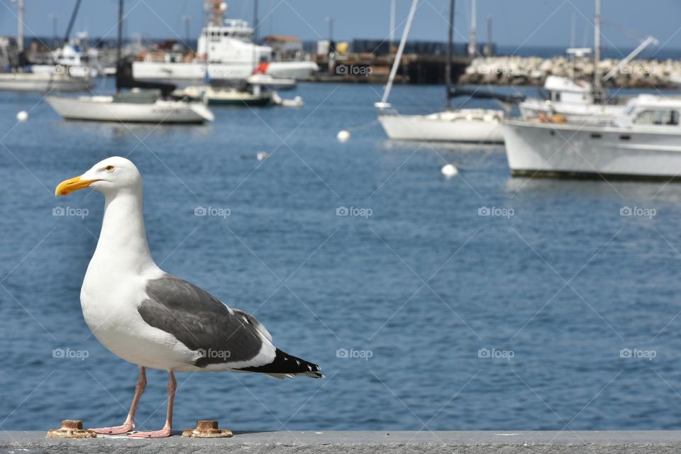 View of seafaring boats and a shore birds