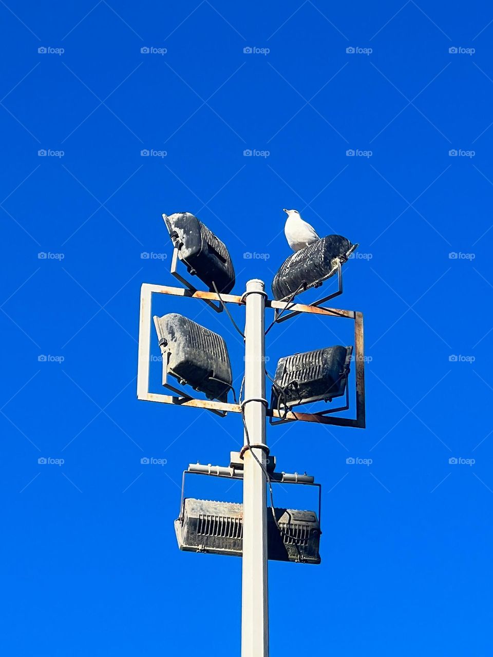 Seagull on the light